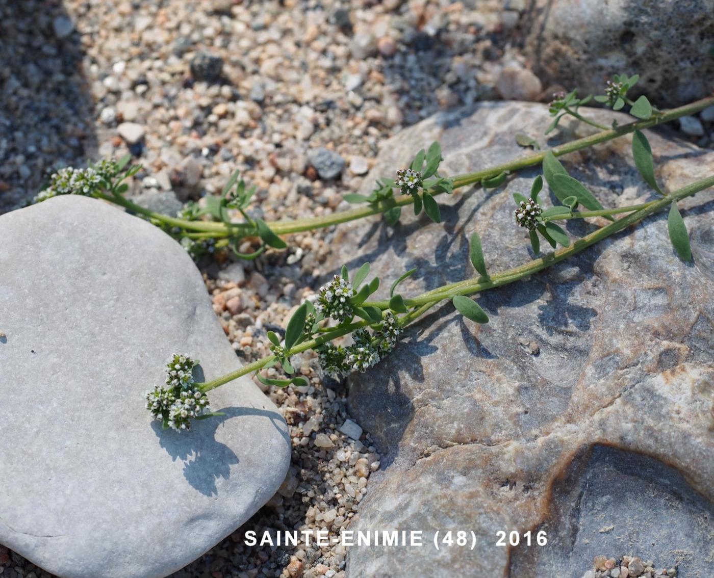 Strapwort, [Riverside] plant